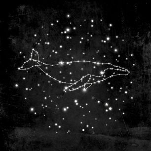 輸入壁紙 カスタム壁紙 PHOTOWALL / Whale Constellation (e320096)