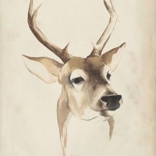 輸入壁紙 カスタム壁紙 PHOTOWALL / Watercolor Animal Study (e320168)