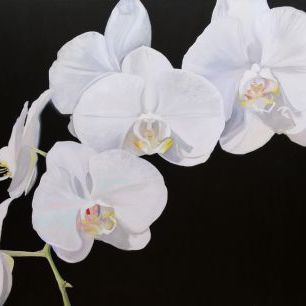 輸入壁紙 カスタム壁紙 PHOTOWALL / Dramatic Orchids (e320184)