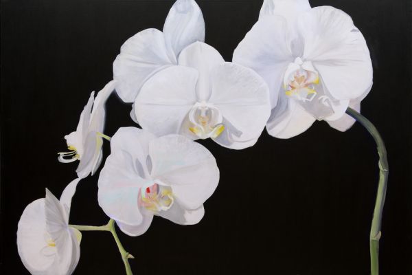 輸入壁紙 カスタム壁紙 PHOTOWALL / Dramatic Orchids (e320184)