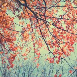 輸入壁紙 カスタム壁紙 PHOTOWALL / Autumn Tapestry (e320201)