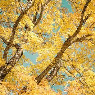 輸入壁紙 カスタム壁紙 PHOTOWALL / Autumn Tapestry III (e320203)