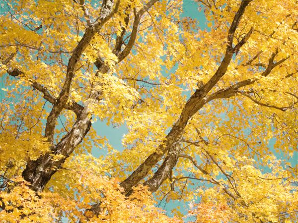 輸入壁紙 カスタム壁紙 PHOTOWALL / Autumn Tapestry III (e320203)
