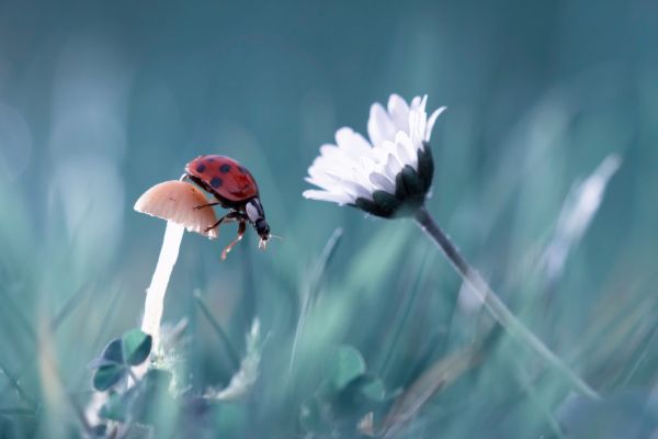 輸入壁紙 カスタム壁紙 PHOTOWALL / Story of the Lady Bug (e320703)