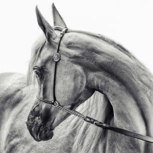 輸入壁紙 カスタム壁紙 PHOTOWALL / Arabian Horse (e320709)