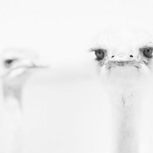 輸入壁紙 カスタム壁紙 PHOTOWALL / Ostrich Black and White (e320711)