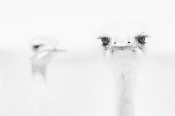 輸入壁紙 カスタム壁紙 PHOTOWALL / Ostrich Black and White (e320711)