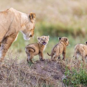 輸入壁紙 カスタム壁紙 PHOTOWALL / Lion and Cubs (e320721)