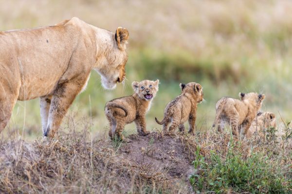 輸入壁紙 カスタム壁紙 PHOTOWALL / Lion and Cubs (e320721)
