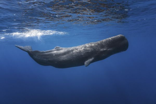 輸入壁紙 カスタム壁紙 PHOTOWALL / Sperm Whale (e320724)