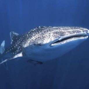 輸入壁紙 カスタム壁紙 PHOTOWALL / Whale Shark (e320728)