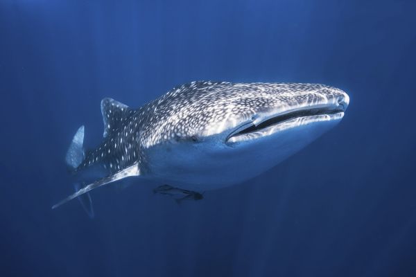 輸入壁紙 カスタム壁紙 PHOTOWALL / Whale Shark (e320728)