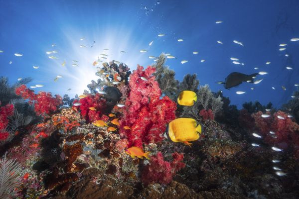 輸入壁紙 カスタム壁紙 PHOTOWALL / Fish and Coral Reefs (e320751)