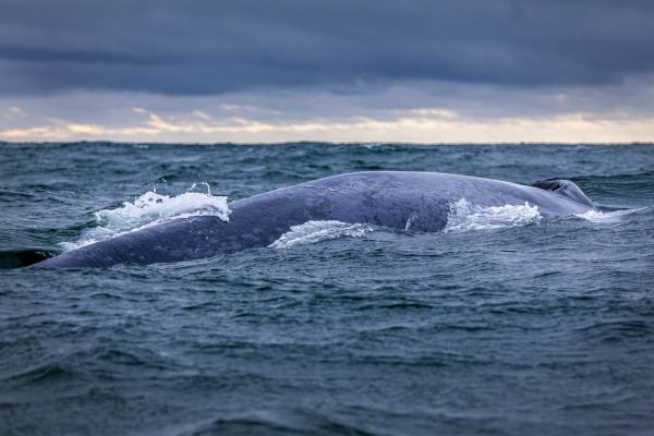 輸入壁紙 カスタム壁紙 PHOTOWALL / Blue Whale (e321709)