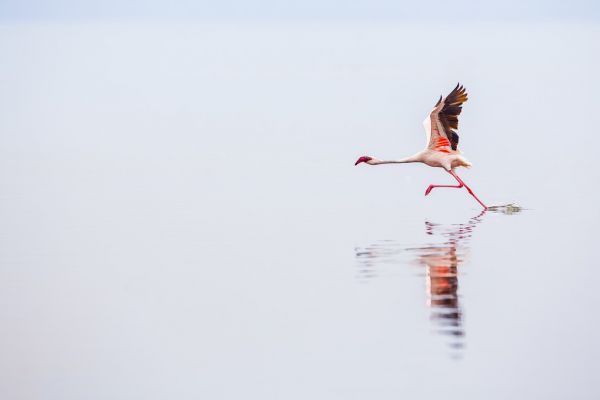 輸入壁紙 カスタム壁紙 PHOTOWALL / Flamingo Flight (e321740)