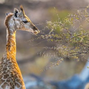 輸入壁紙 カスタム壁紙 PHOTOWALL / Baby Giraffe (e321833)