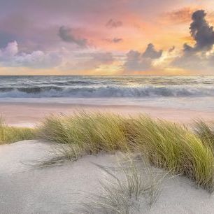 輸入壁紙 カスタム壁紙 PHOTOWALL / Grass in Beach Sand (e321648)