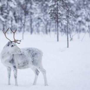 輸入壁紙 カスタム壁紙 PHOTOWALL / Reindeer II (e321855)