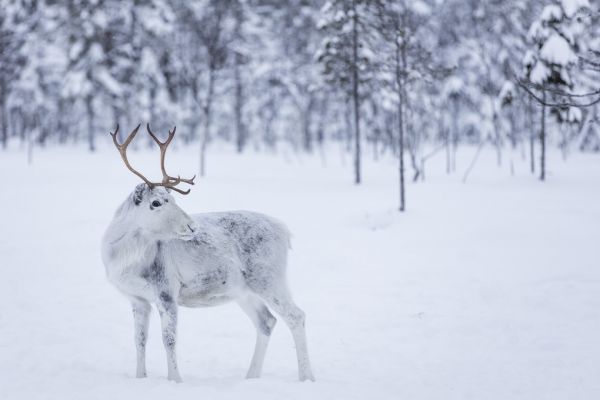 輸入壁紙 カスタム壁紙 PHOTOWALL / Reindeer II (e321855)