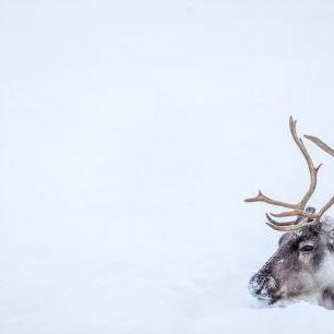輸入壁紙 カスタム壁紙 PHOTOWALL / Reindeer (e321854)