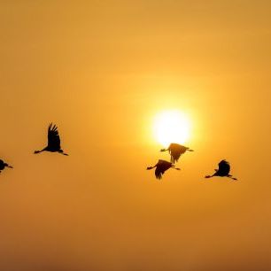 輸入壁紙 カスタム壁紙 PHOTOWALL / Flight of the Cranes (e321863)