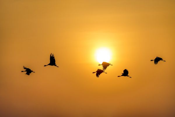 輸入壁紙 カスタム壁紙 PHOTOWALL / Flight of the Cranes (e321863)