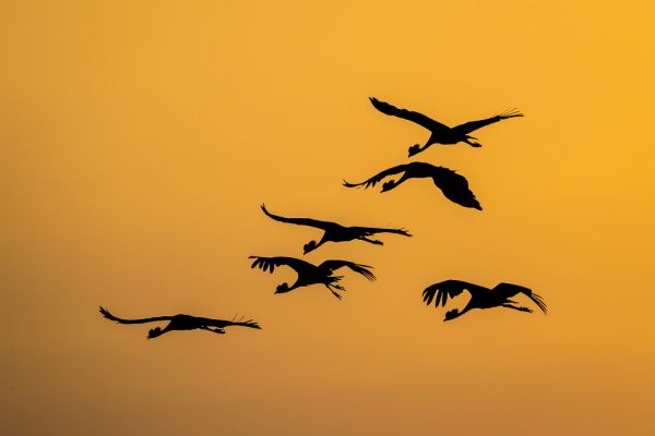 輸入壁紙 カスタム壁紙 PHOTOWALL / Flight of the Cranes II (e321869)