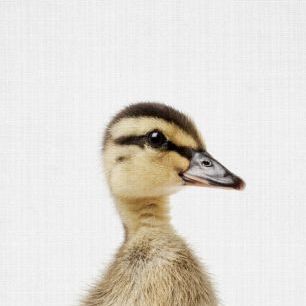 輸入壁紙 カスタム壁紙 PHOTOWALL / Duckling (e322750)