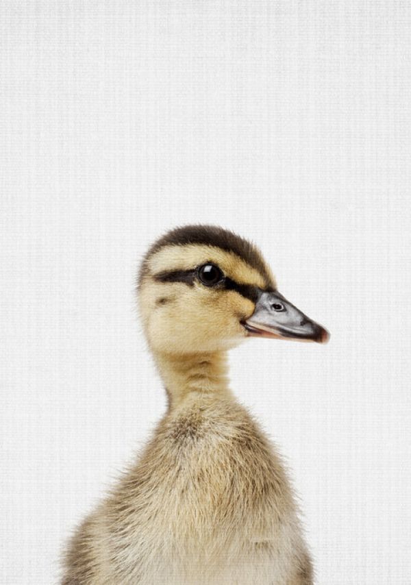 輸入壁紙 カスタム壁紙 PHOTOWALL / Duckling (e322750)