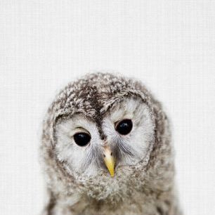 輸入壁紙 カスタム壁紙 PHOTOWALL / Baby Owl (e322752)