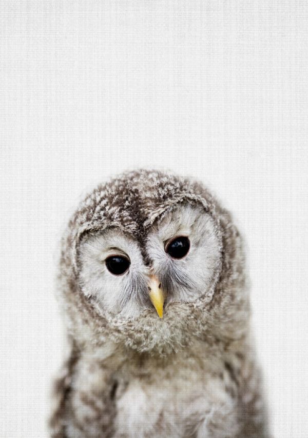 輸入壁紙 カスタム壁紙 PHOTOWALL / Baby Owl (e322752)