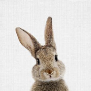 輸入壁紙 カスタム壁紙 PHOTOWALL / Bunny Rabbit (e322753)