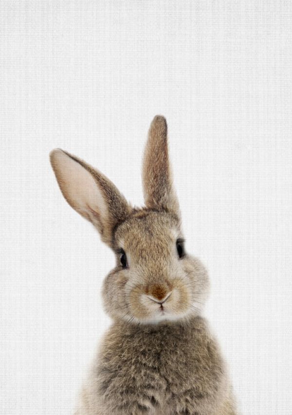 輸入壁紙 カスタム壁紙 PHOTOWALL / Bunny Rabbit (e322753)