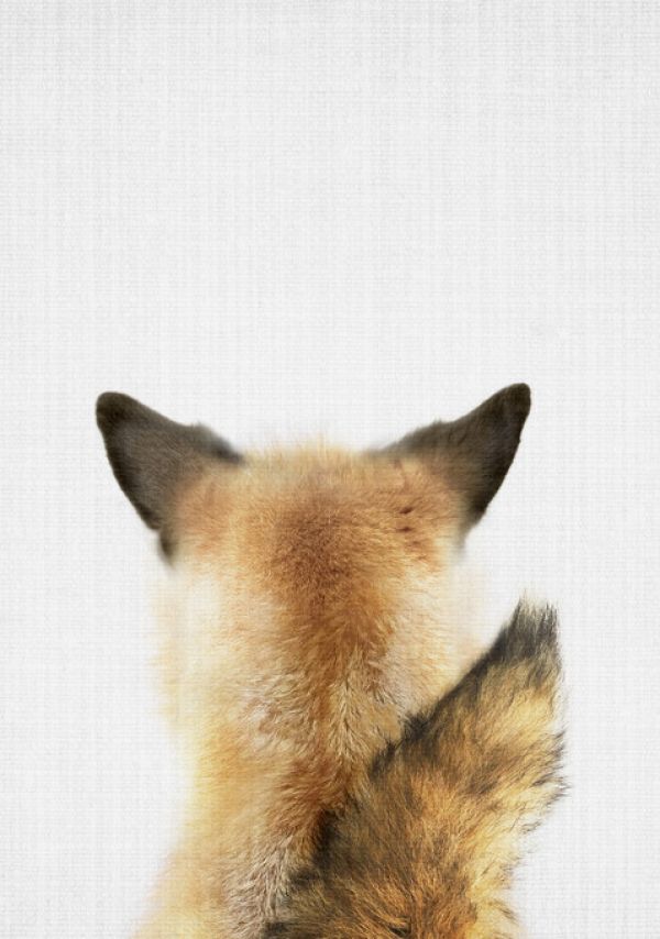 輸入壁紙 カスタム壁紙 PHOTOWALL / Baby Fox Tail (e322754)