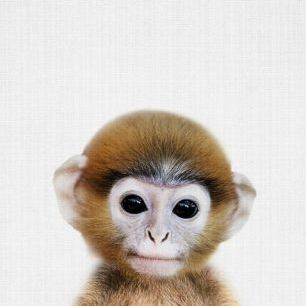 輸入壁紙 カスタム壁紙 PHOTOWALL / Baby Monkey (e322758)