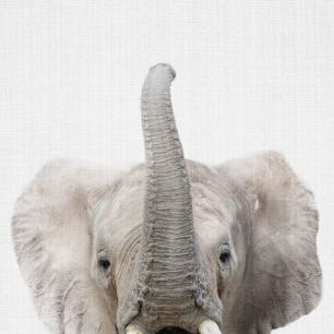 輸入壁紙 カスタム壁紙 PHOTOWALL / Baby Elephant (e322759)