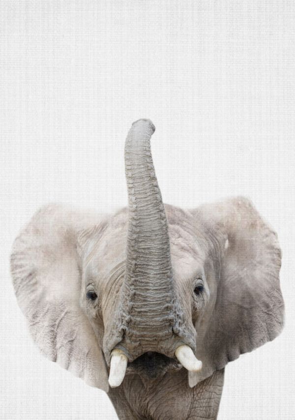 輸入壁紙 カスタム壁紙 PHOTOWALL / Baby Elephant (e322759)