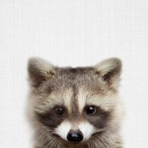 輸入壁紙 カスタム壁紙 PHOTOWALL / Raccoon (e322761)