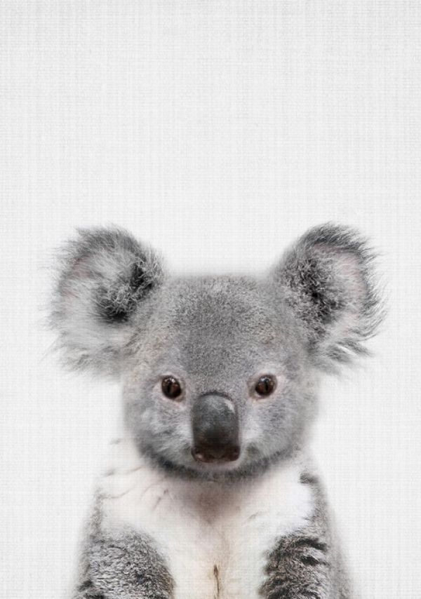 輸入壁紙 カスタム壁紙 PHOTOWALL / Baby Koala (e322766)