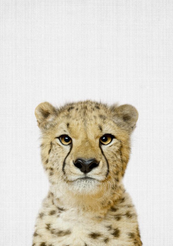 輸入壁紙 カスタム壁紙 PHOTOWALL / Cheetah (e322768)