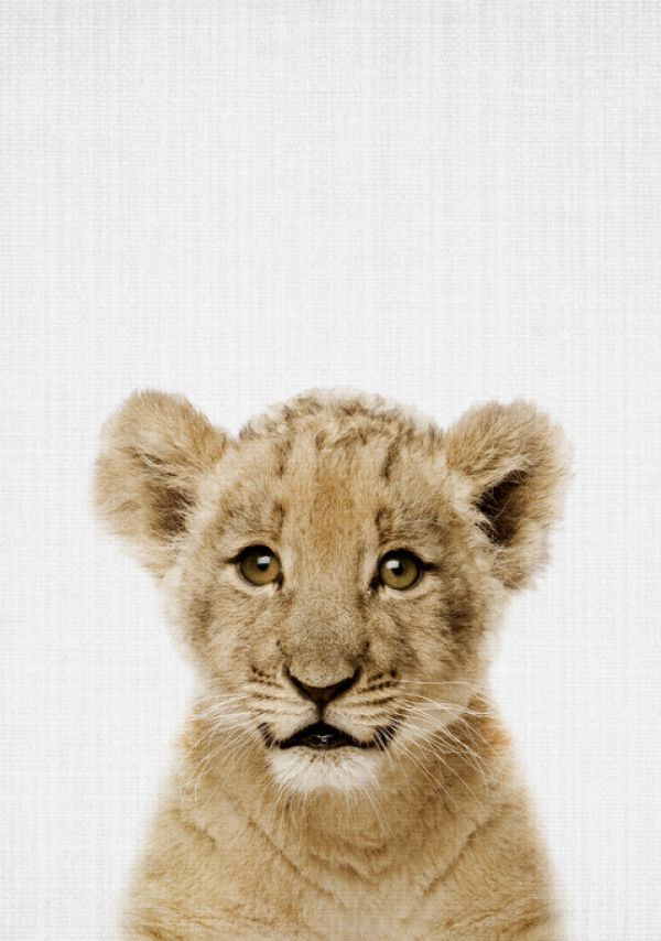 輸入壁紙 カスタム壁紙 PHOTOWALL / Baby Lion (e322771)