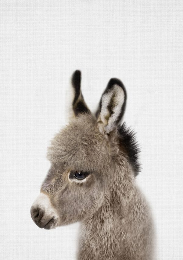 輸入壁紙 カスタム壁紙 PHOTOWALL / Baby Donkey (e322772)