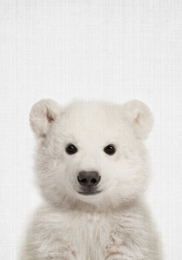 輸入壁紙 カスタム壁紙 PHOTOWALL / Baby Polar Bear (e322777)