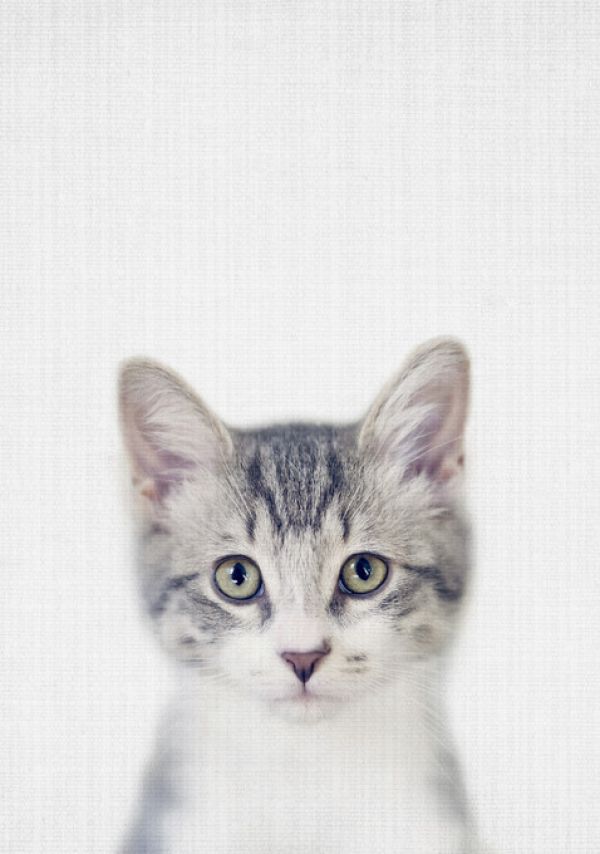輸入壁紙 カスタム壁紙 PHOTOWALL / Kitten (e322778)
