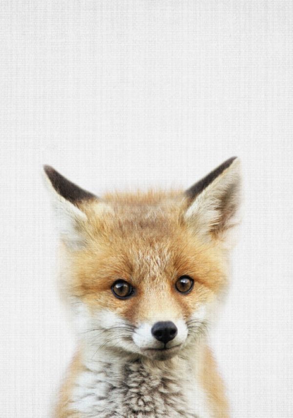 輸入壁紙 カスタム壁紙 PHOTOWALL / Baby Fox (e322780)