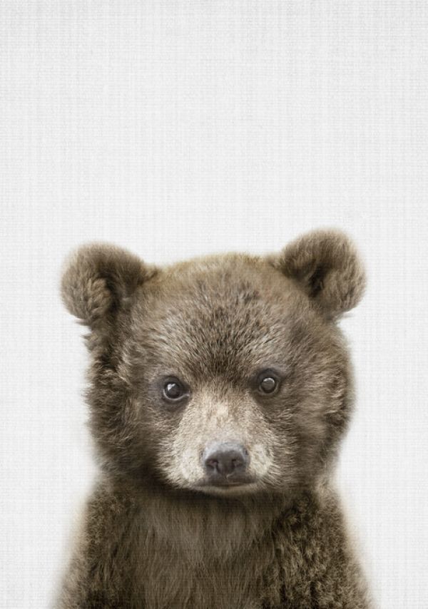 輸入壁紙 カスタム壁紙 PHOTOWALL / Baby Bear (e322781)