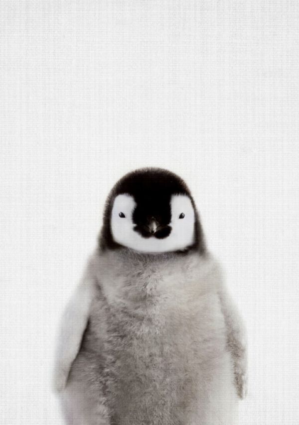 輸入壁紙 カスタム壁紙 PHOTOWALL / Baby Penguin (e322787)