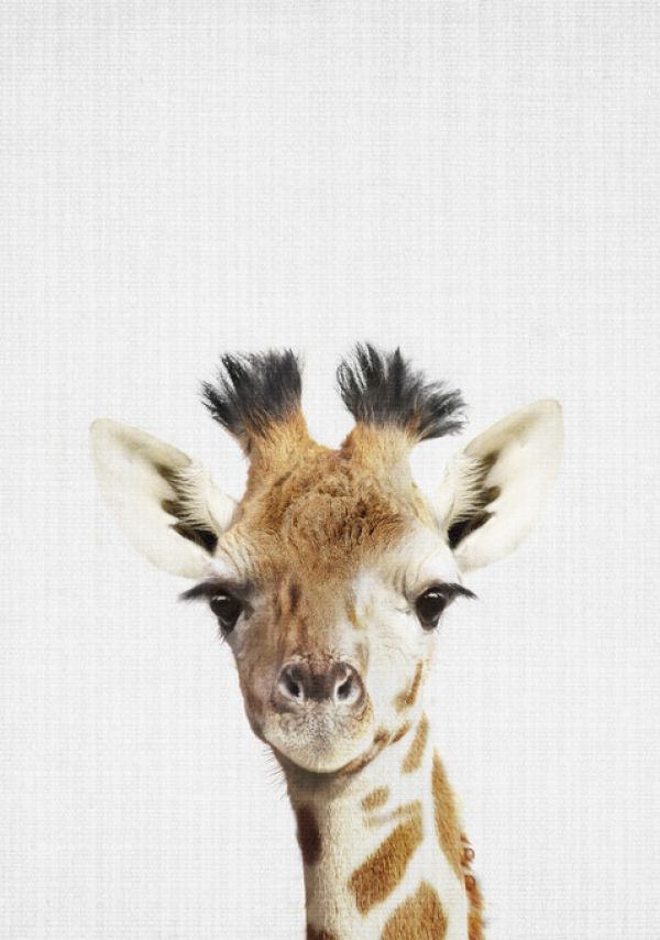 輸入壁紙 カスタム壁紙 PHOTOWALL / Giraffe (e322788)
