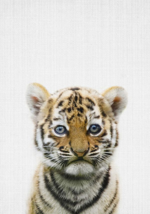輸入壁紙 カスタム壁紙 PHOTOWALL / Baby Tiger (e322789)