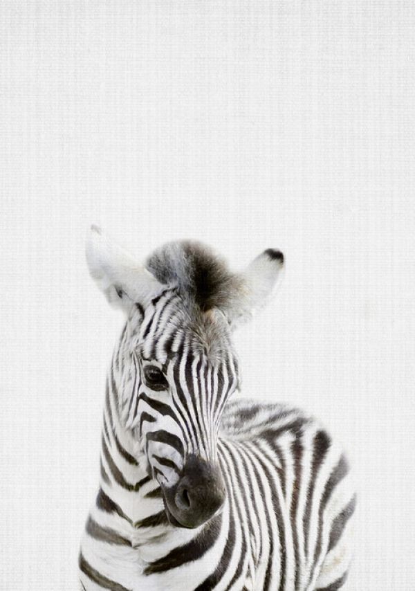 輸入壁紙 カスタム壁紙 PHOTOWALL / Baby Zebra (e322790)